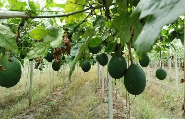 原創農民在農村種植致富1年掙30萬，他分享農業經驗，歡迎收藏！